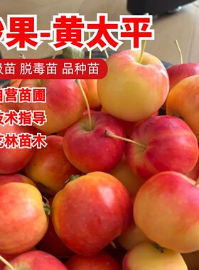 耐寒东北沙果树苗酸甜海棠果树冰糖心黄太平小苹果苗矮化盆栽庭院