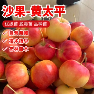 耐寒东北沙果树苗酸甜海棠果树冰糖心黄太平小苹果苗矮化盆栽庭院