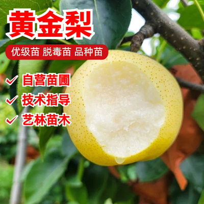 黄金梨梨树苗嫁接9月成熟