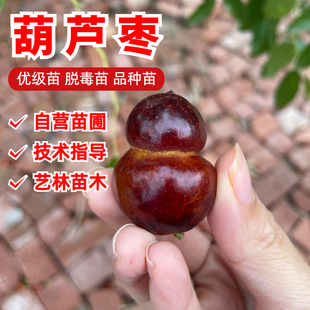 葫芦枣苗嫁接枣树活苗冰糖甜枣苗圆冬枣子树苗盆栽地栽当年挂果树