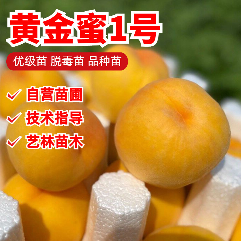 早熟黄桃树苗嫁接黄金蜜1号桃苗地栽南北方庭院种植水蜜桃树盆栽