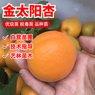 嫁接杏子树苗金太阳杏子苗甜杏树盆栽地栽果树当年结果南北方种植