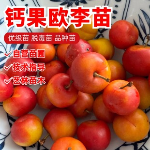 高钙果树苗超甜大果香甜欧李钙果苗盆栽地栽南方北方种植当年结果