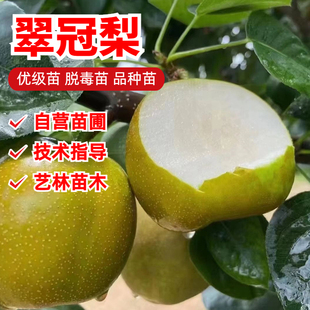 翠冠梨树苗梨树果苗南北方庭院地栽种植阳台盆栽早熟嫁接当年结果