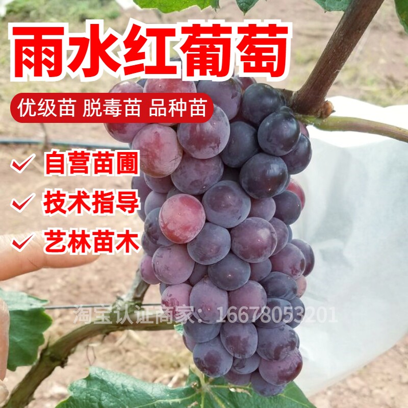 早熟雨水红葡萄树苗南方种植巨峰蜜汁葡萄苗盆栽地栽抗裂果新品种