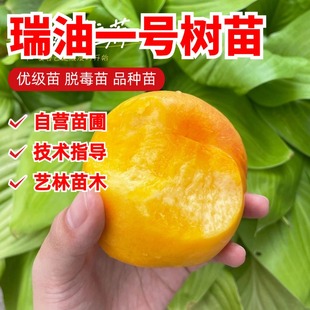 6月成熟黄肉油桃树苗嫁接早熟脆甜黄金油桃苗南北方种植盆栽地栽