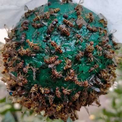 粘虫球丝瓜果实蝇贴诱蝇球针蜂马蜂色引诱剂果蝇诱捕器双面黄板纸