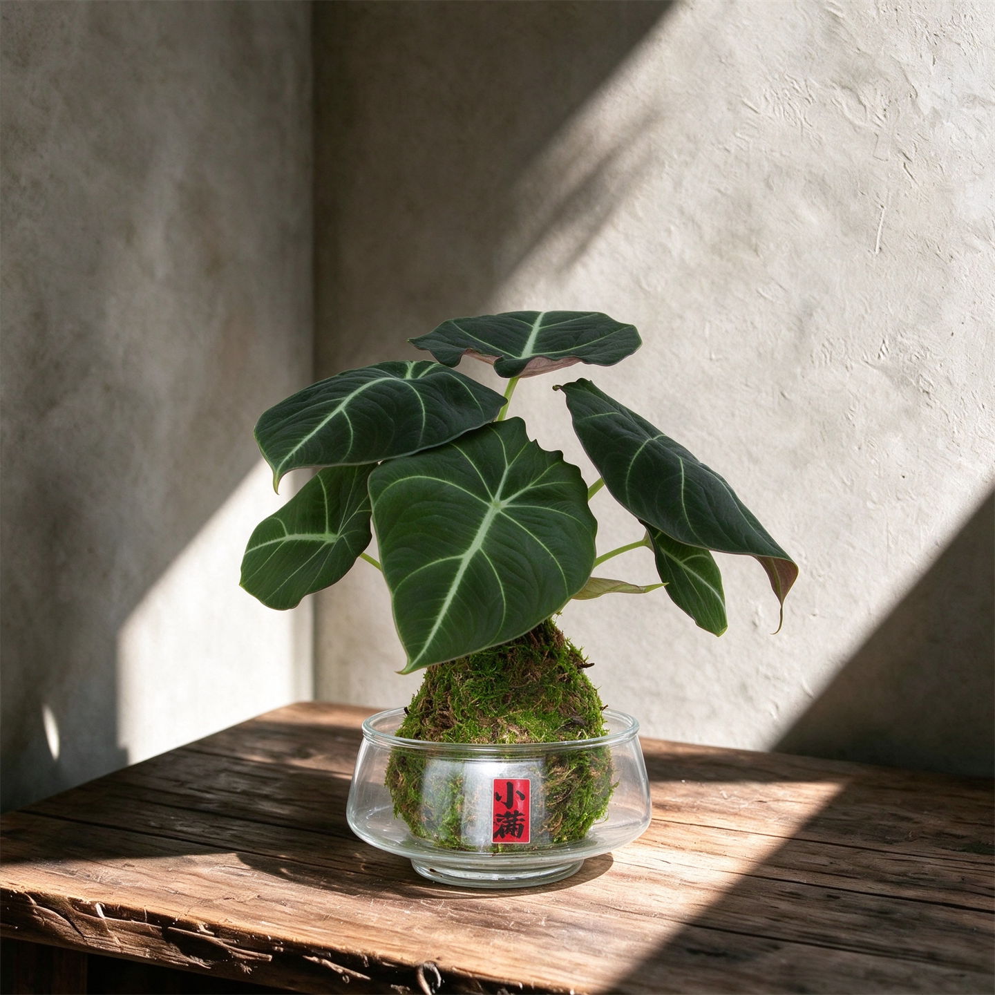 忍者海芋苔藓球盆栽室内绿植桌面小摆件观叶水培植物美观新手小白
