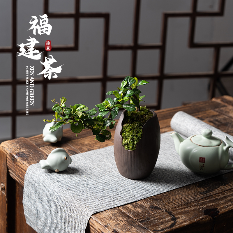 福建茶盆景悬崖造型室内盆栽大叶桌面摆件花卉老桩绿植四季常青花