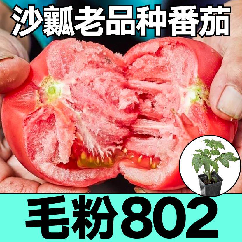 寿光爆甜沙瓤大果毛粉802番茄苗秧西红柿种子阳台大棚四季盆栽