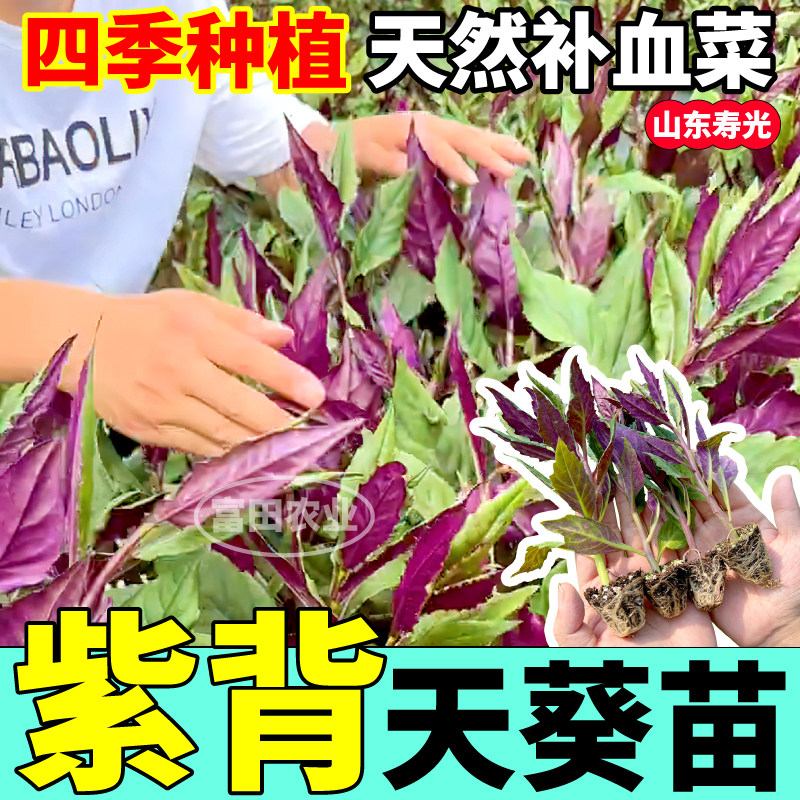 山东寿光紫背天葵苗秧四季高产天然补血菜阳台小院盆栽蔬菜种子