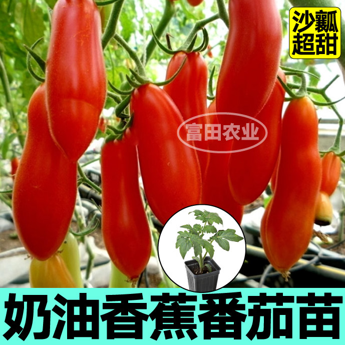 沙瓤奶油香蕉番茄苗秧四季高产皮薄爆甜美人蕉番茄阳台盆栽种子