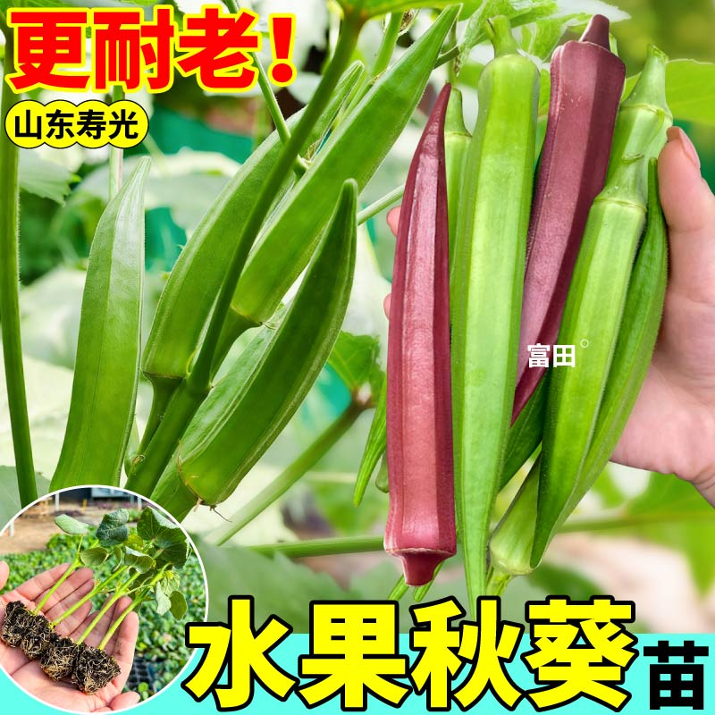寿光水果秋葵苗秧红绿秋葵种子耐老四季高产阳台盆栽小院可种蔬菜