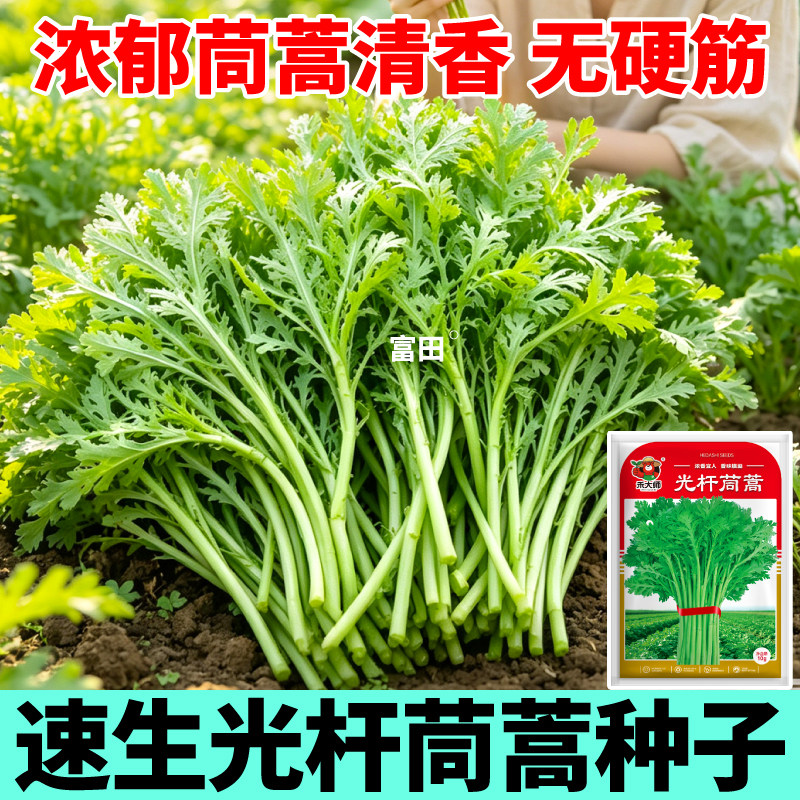 清香光杆茼蒿种子当季新种小叶耐寒大叶三叉茼蒿种籽秋冬蔬菜