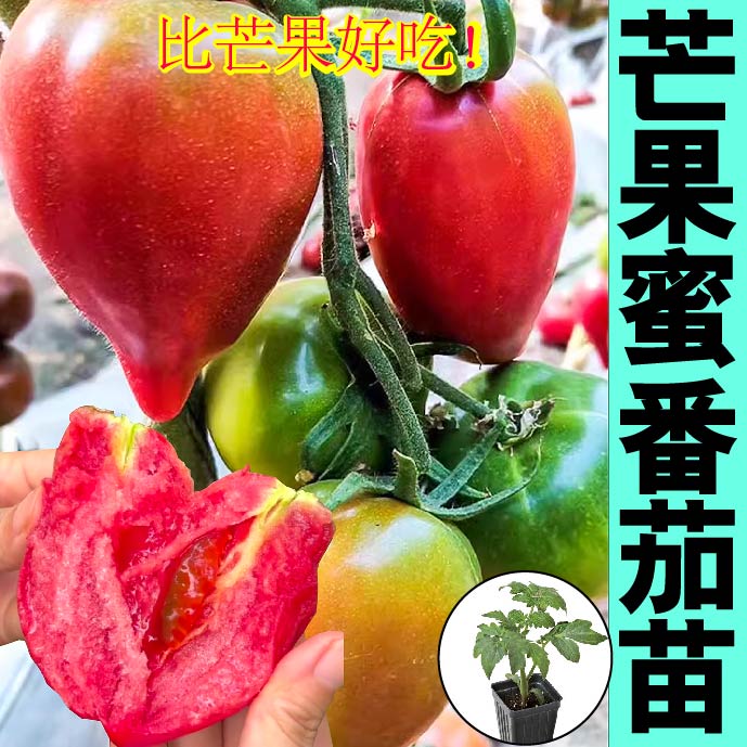 正宗沙瓤爆甜红黄芒果蜜番茄苗秧牛心西红柿种子四季带土球蔬菜苗