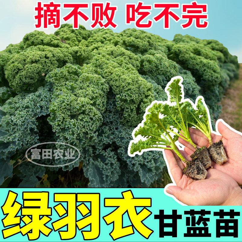 摘不败绿羽衣甘蓝苗秧四季高产绿紫粉羽衣甘蓝种子阳台盆栽蔬菜