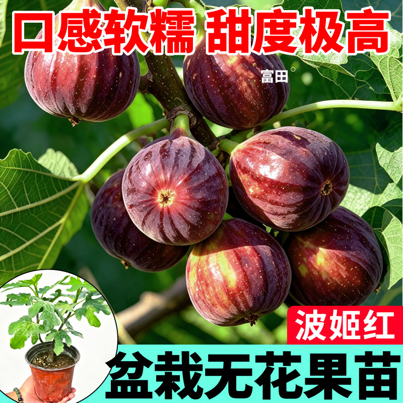 波姬红无花果盆栽青皮金傲芬芭劳奈水果盆栽庭院农家田园种植