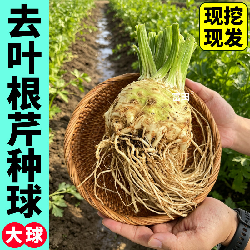 去叶根芹种球大球根茎同食正宗地中海球根疙瘩盆栽小院种植