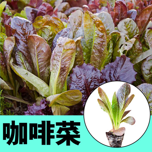 咖啡香麦菜生菜苗秧种子耐寒孔雀菜紫绿红生菜苗春秋四季阳台盆栽