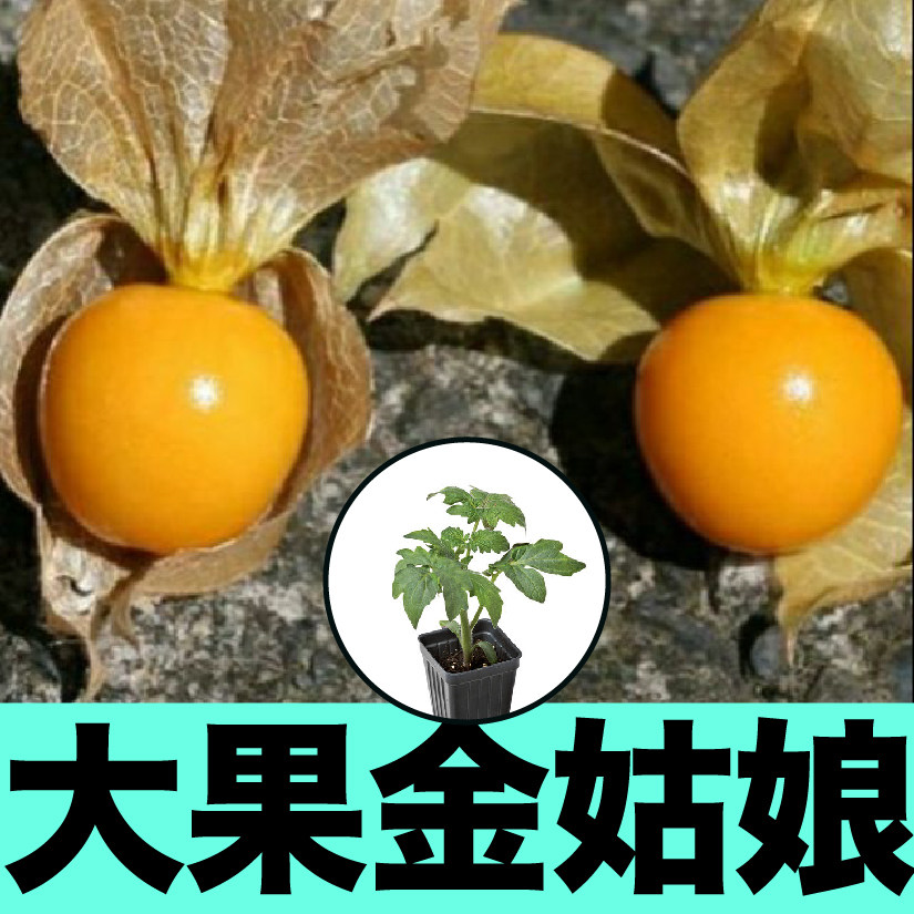 超甜大果姑娘果苗秧种子黄金大果灯笼果东北菇娘种籽阳台盆栽苗