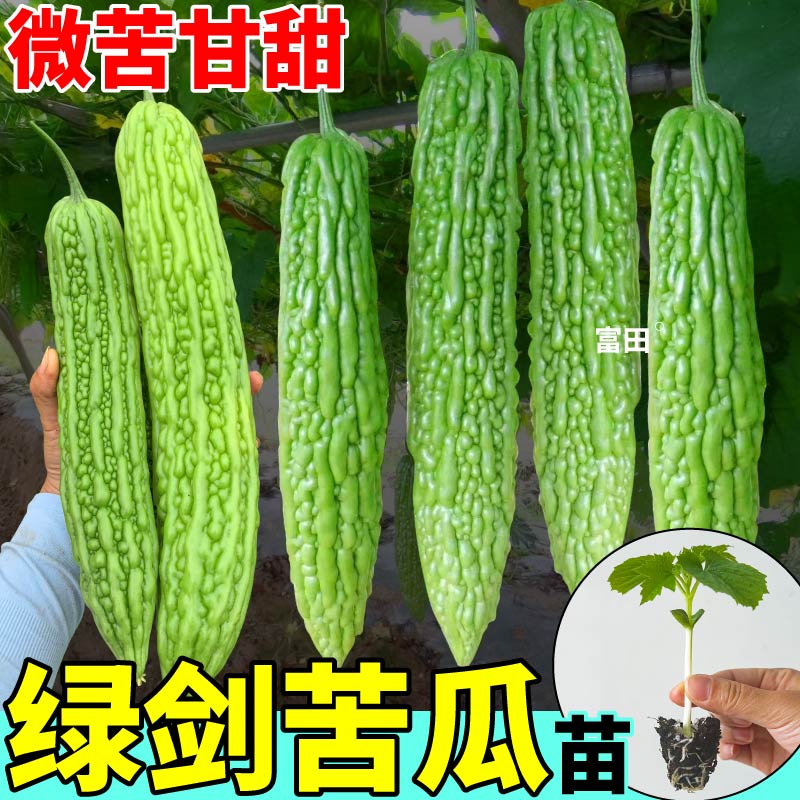 绿剑苦瓜苗秧四季高产大疙瘩绿珍珠苦瓜苹果苦瓜金癞瓜种子盆栽