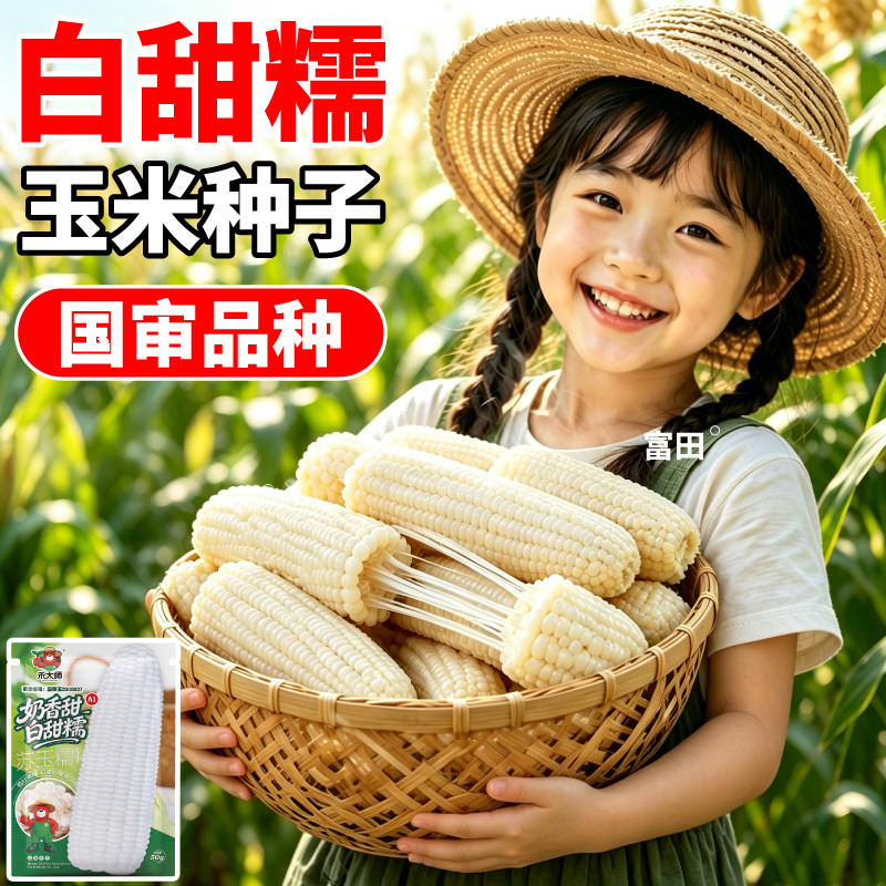 非转基因白甜糯玉米种子早熟