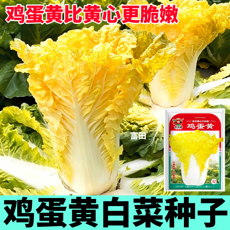 寿光鸡蛋黄白菜种子农家田园春秋四季播种蔬菜籽甜脆奶油白菜籽
