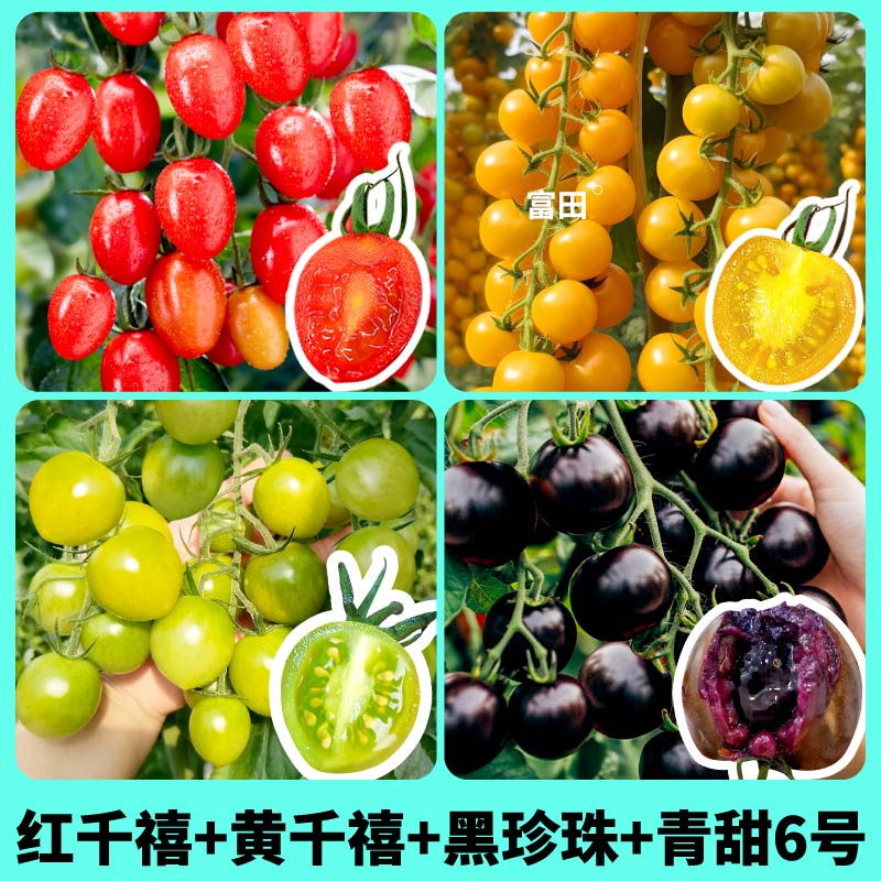 寿光红千禧圣女果苗秧四季高产串收黄千禧青甜6号黑珍珠番茄种子