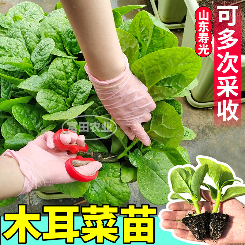 山东寿光大叶木耳菜苗秧特大圆叶四季种植阳台小院盆栽豆腐菜种子