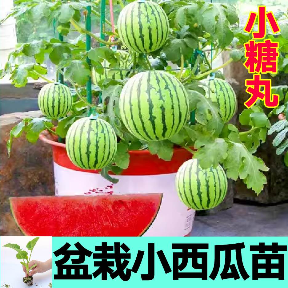 超甜盆栽小西瓜秧苗带土球红瓤黄瓤麒麟红玉西瓜种子阳台盆栽小院