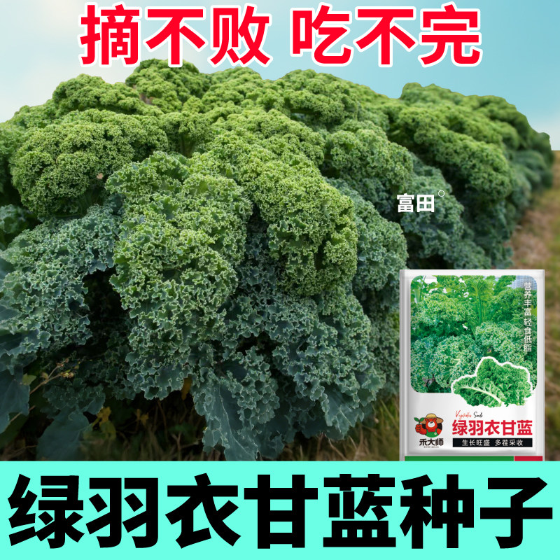 正宗绿羽衣甘蓝种子观赏食用蔬菜种籽农家菜园栽种高产四季菜籽