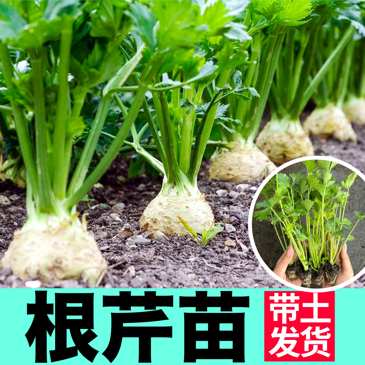 寿光根芹苗秧春秋四季盆栽高产蔬菜籽皇后西芹种子耐寒茎叶可食用