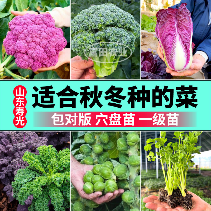 适合秋冬种的菜寿光孢子甘蓝花菜芹菜羽衣甘蓝白菜苗阳台小院盆栽