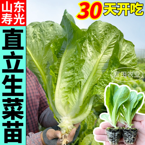 直立生菜苗秧甜脆好吃速生易种易长生菜苗四季种植阳台小院盆栽