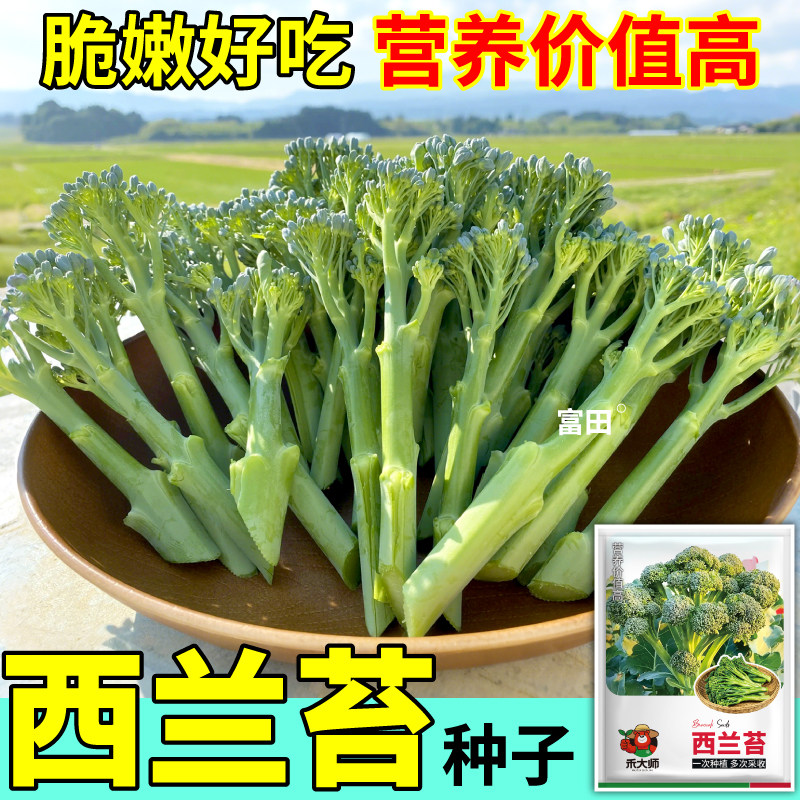 正品西兰苔种子多茬采收高产易活阳台小院盆栽四季可种蔬菜种籽