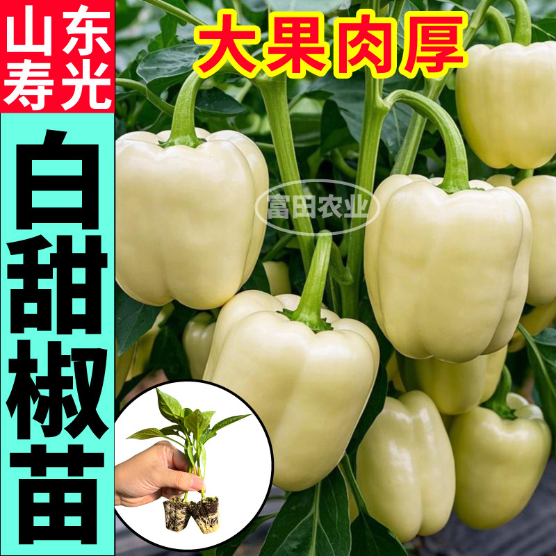寿光白甜椒苗秧大果肉厚红黄绿紫甜椒苗方椒高产四季阳台盆栽种子