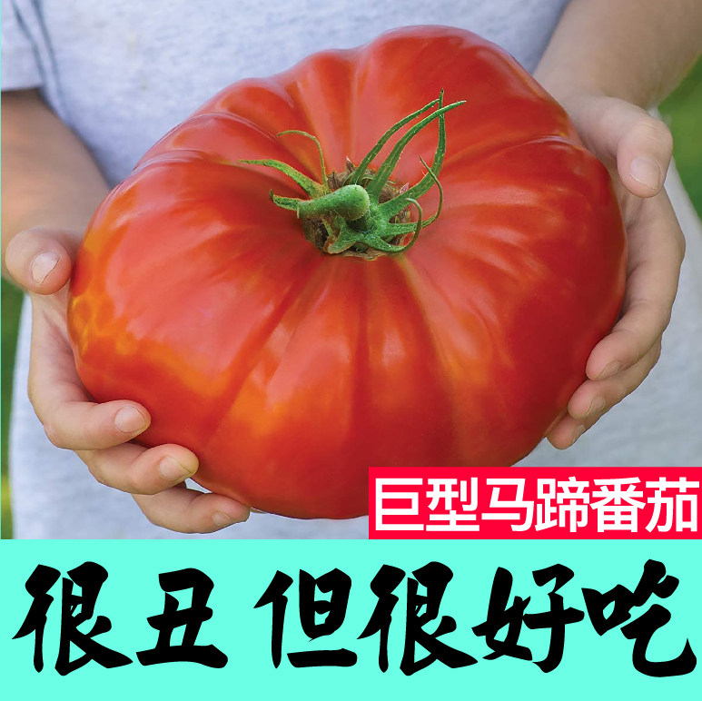 巨型马蹄番茄苗秧种子丑柿子牛排西红柿籽春秋四季阳台盆栽带土球