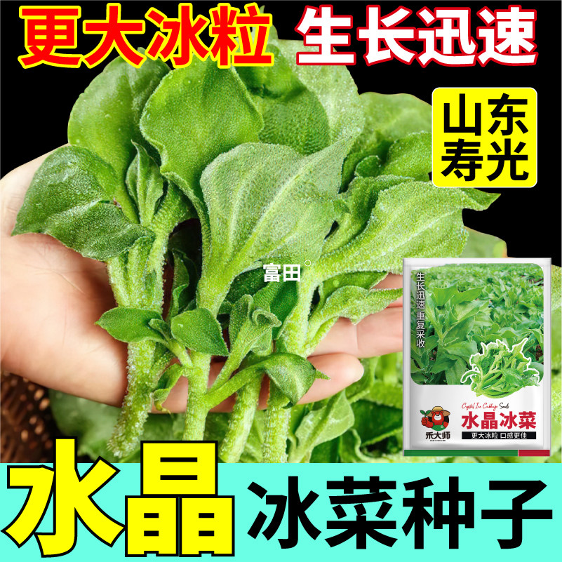 正宗水晶冰菜种子冰草新种四季种植阳台小院农家田园蔬菜种籽