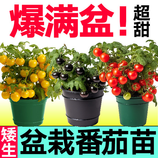 矮生红黄黑樱桃小番茄苗秧四季春秋盆栽带土球基地直发西红柿种子图片