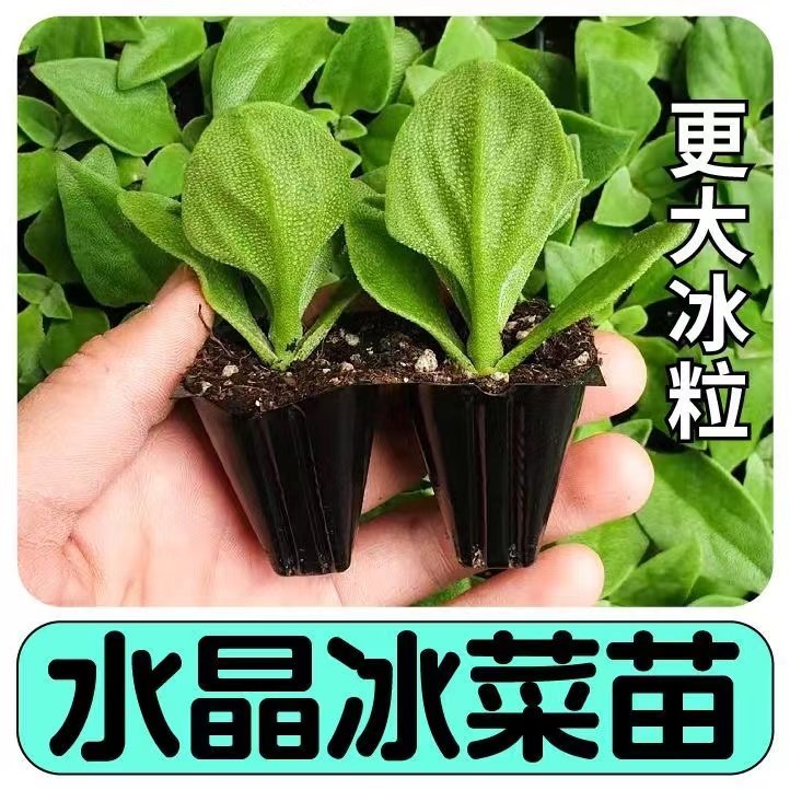 高产大叶水晶冰菜幼苗秧种子带土球更大冰粒四季蔬菜盆栽基地直发