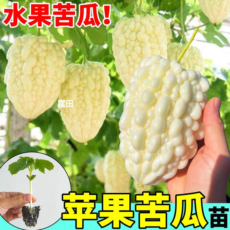 正宗苹果苦瓜苗秧水果珍珠白玉苦瓜种子绿剑金癞瓜阳台盆栽蔬菜苗