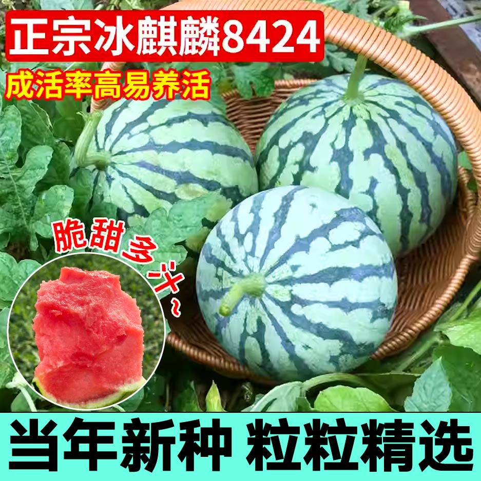 正宗原装8424冰糖麒麟西瓜种子特大懒汉长龙西瓜种籽四季盆栽甘甜