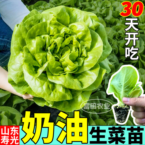 奶油生菜苗秧四季速生生菜苗甜脆好吃阳台小院盆栽穴盘培育带土球