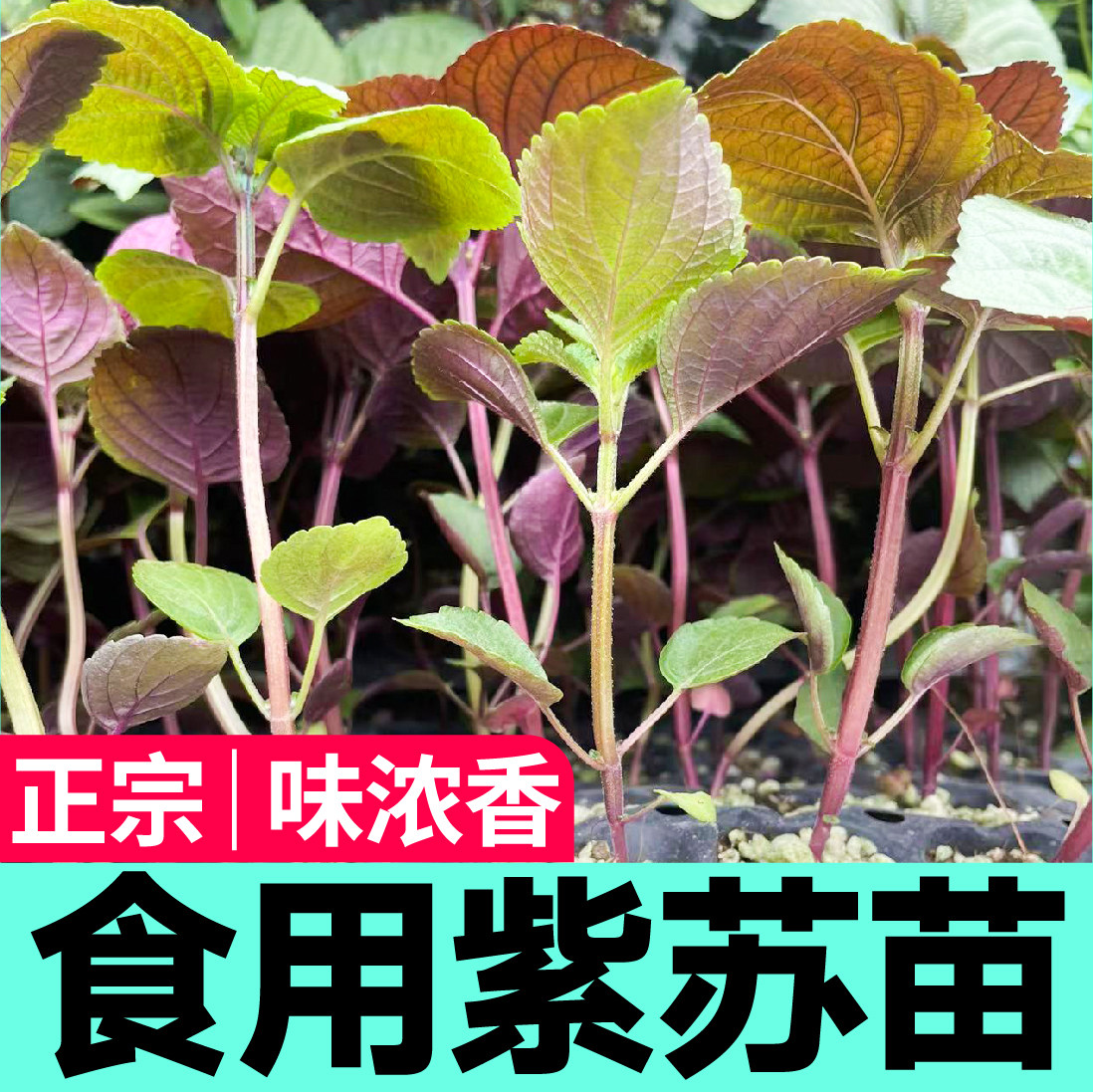 山东寿光苗场直发,紫苏穴盘苗