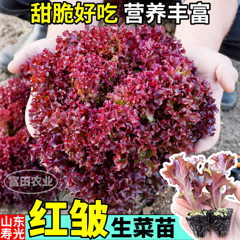 红皱生菜苗秧四季阳台盆栽甜脆好吃紫皱紫罗莎水培土培生菜种子