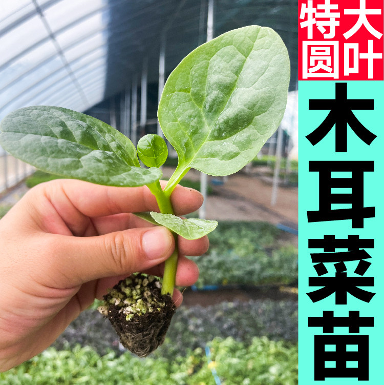 寿光大圆叶木耳菜苗秧