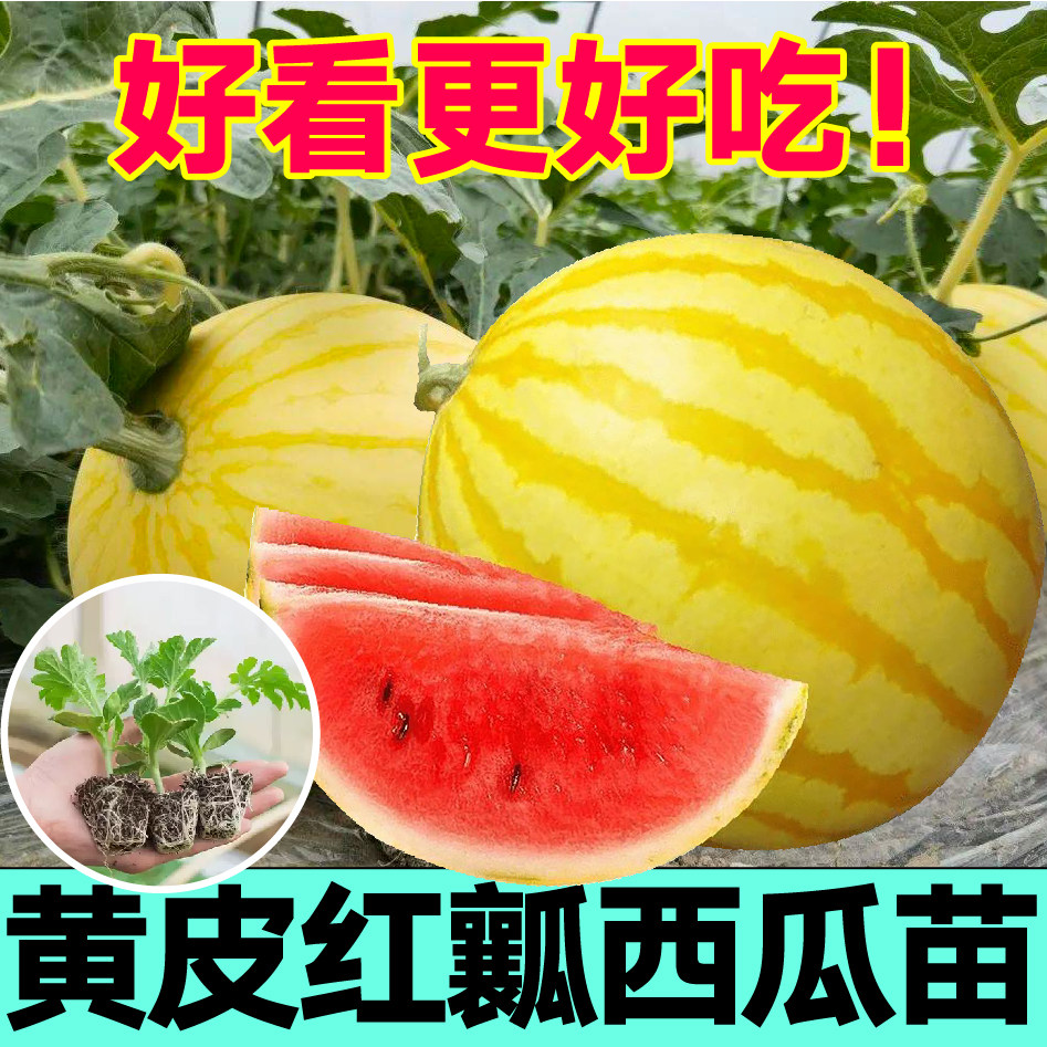 好看又好吃黄皮西瓜秧苗带土球爆甜冰糖麒麟特大懒汉西瓜种子盆栽