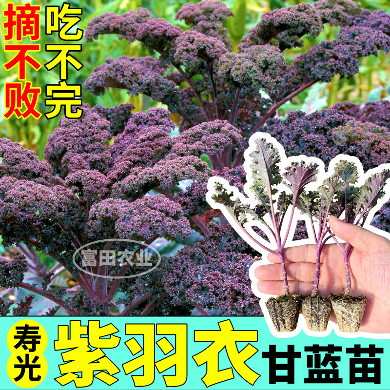 寿光紫羽衣甘蓝苗秧四季高产绿紫粉白羽衣甘蓝种子阳台盆栽蔬菜