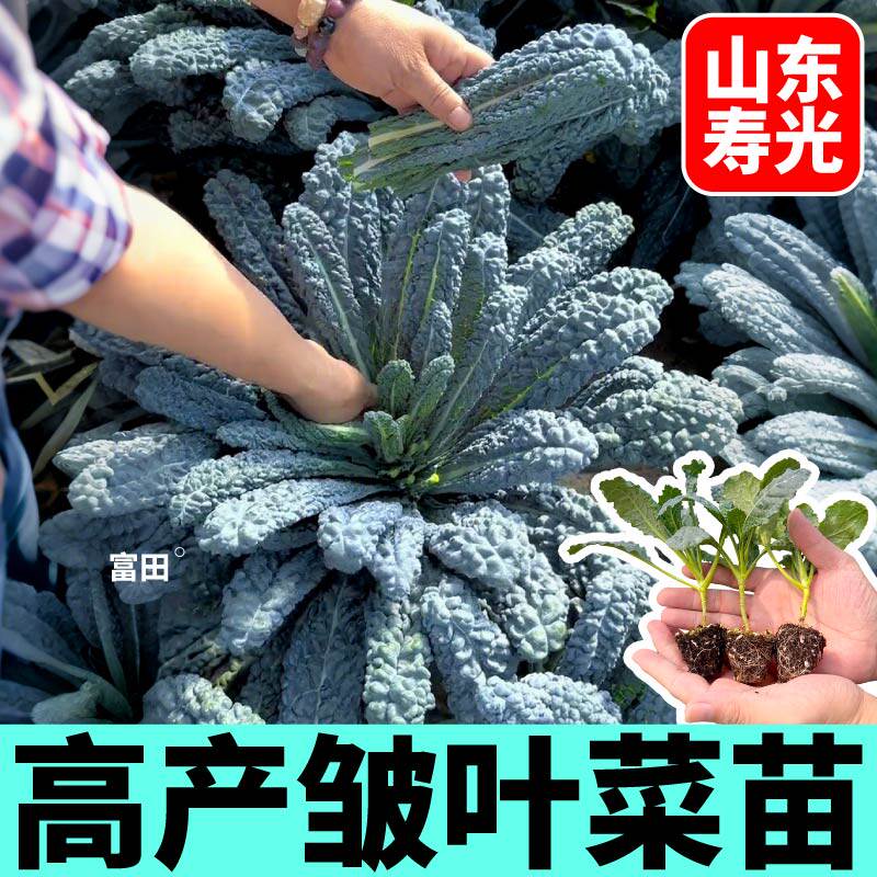 寿光皱叶菜苗秧四季种植阳台盆栽摘不败蓝羽衣粉紫绿羽衣甘蓝种子