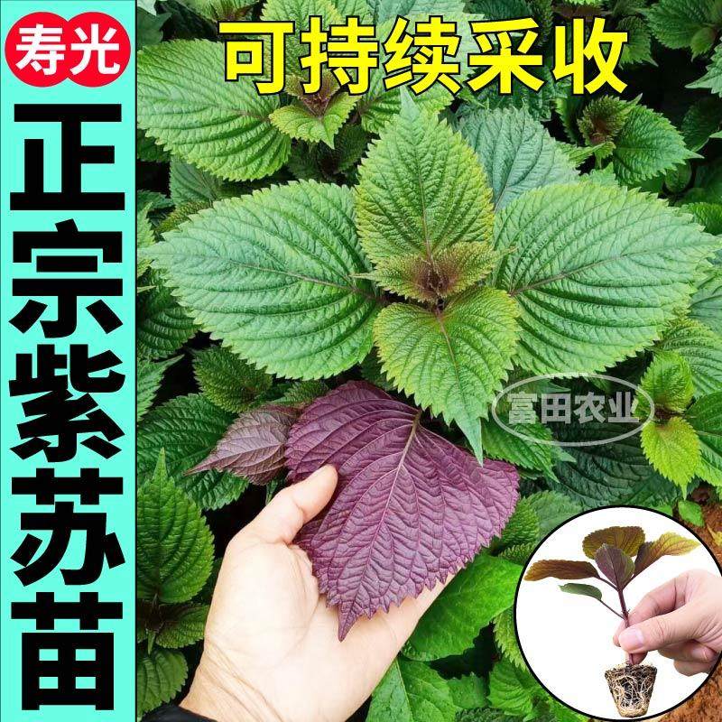 味更浓正宗紫苏苗秧双色紫苏幼苗种子苏子叶包肉多茬采收四季盆栽